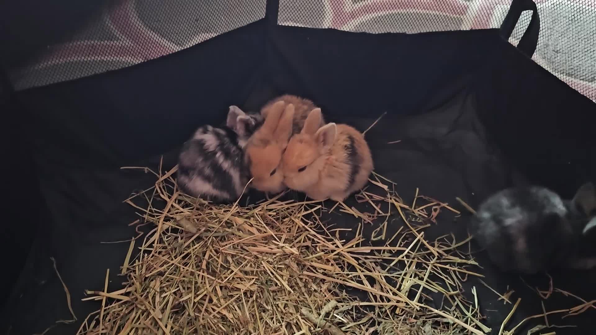 Harlequin rabbits for sale: 7 beautiful Harlequin bunnies looking for a new 🏡 - Video 1