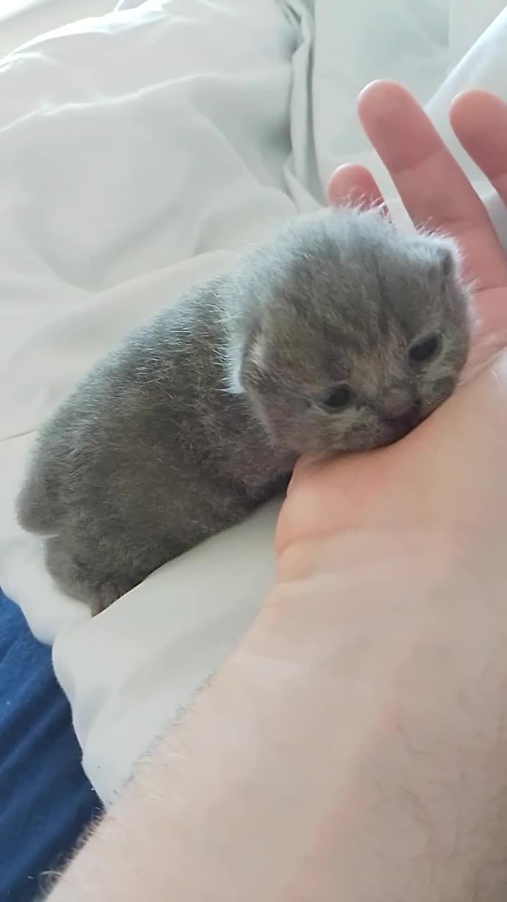 British Shorthair cats for sale: Purebred British shorthairs - Video 2