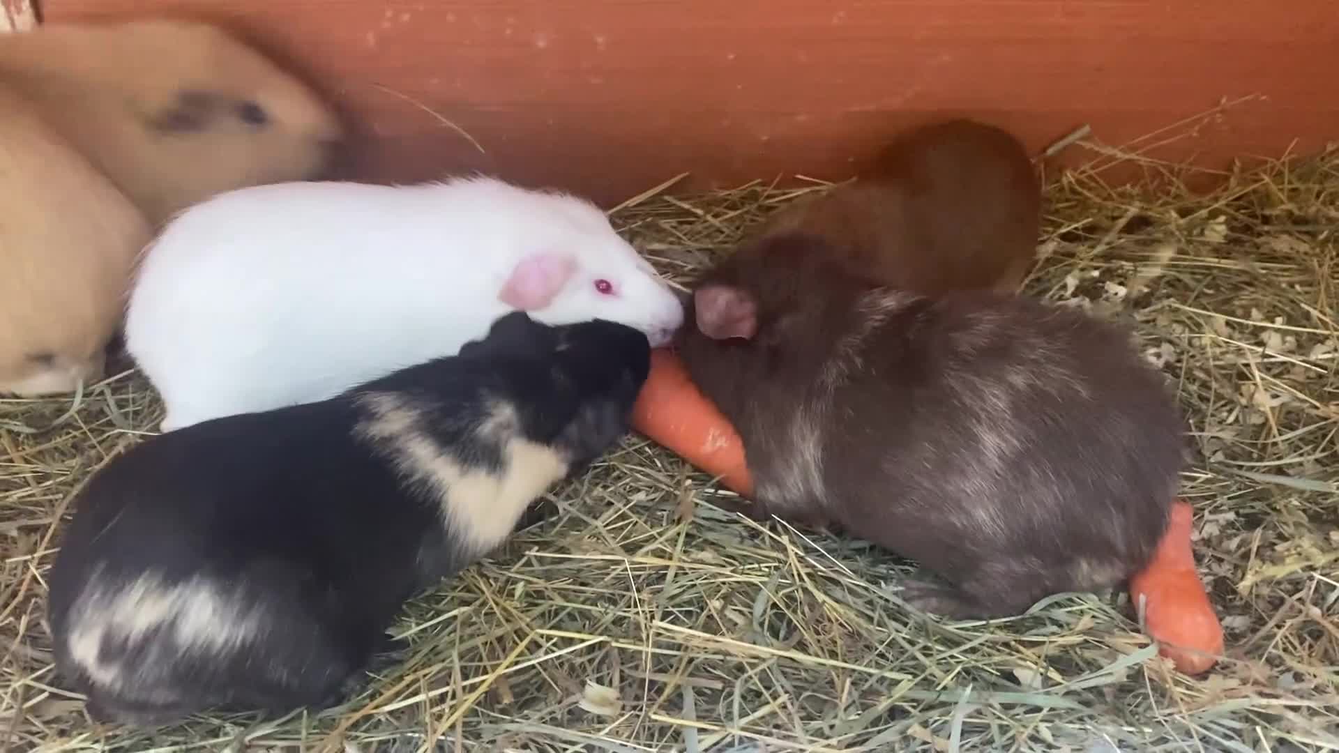 Guinea Pig rodents for sale: Mix of baby boy Guineapigs  - Video 2