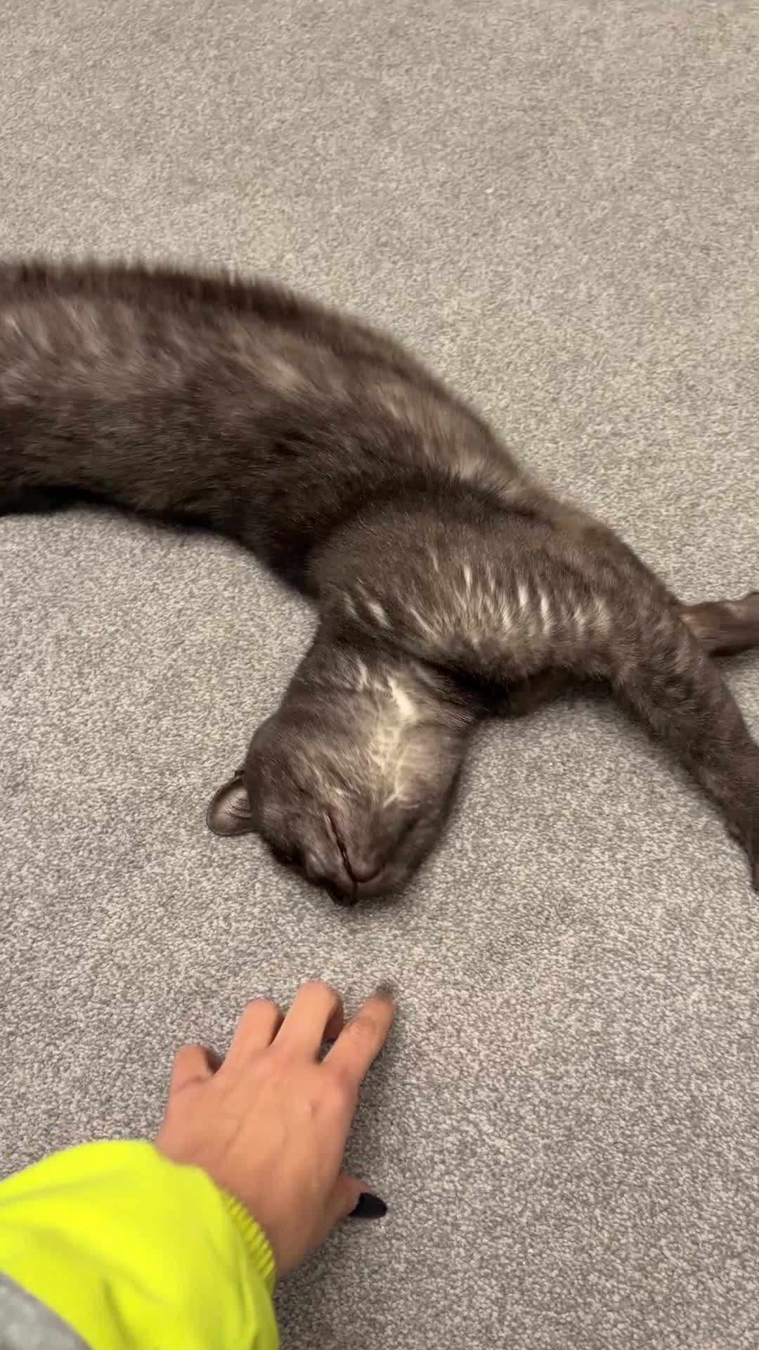 British Shorthair cats for sale: Mixed British shorthair  - Video 1