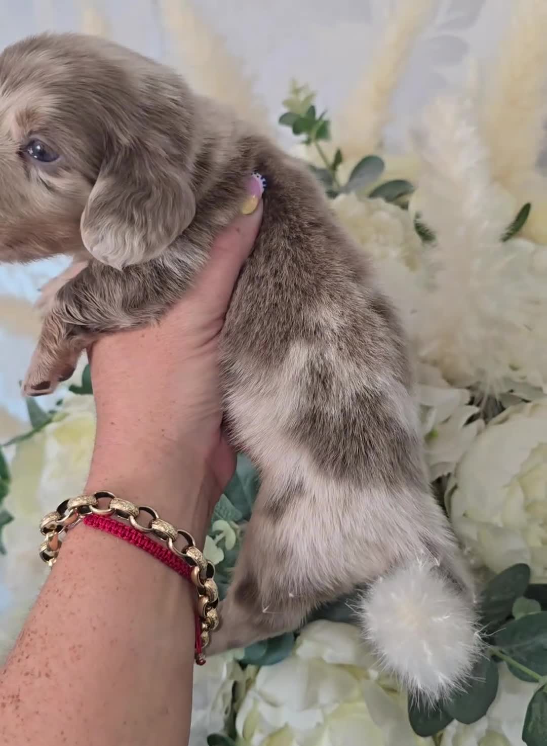 Miniature Dachshund dogs for sale: Miniature long haired dachshunds - Video 3