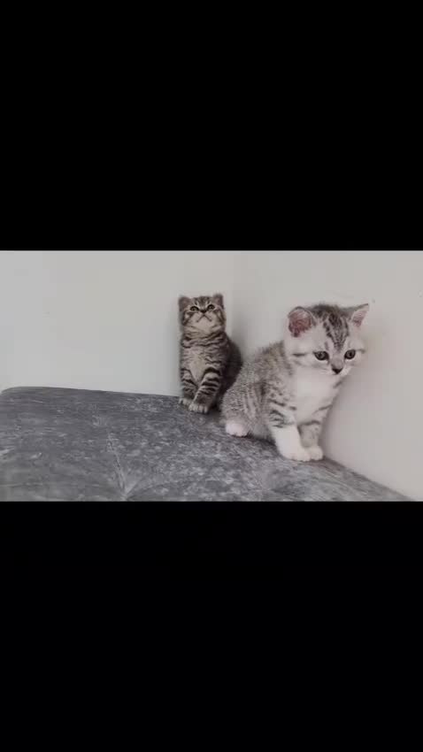 British Shorthair cats for sale: 🏆 Pedigree Silver British Shorthair Kittens 🏆 - Video 2