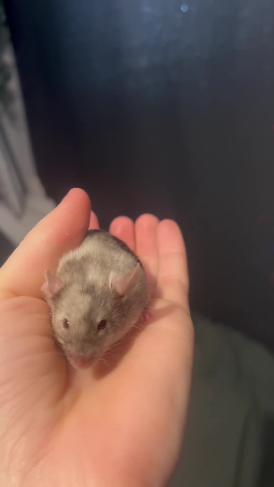 Mouse rodents for sale: Ethically Bred Fancy Mice - Video 1