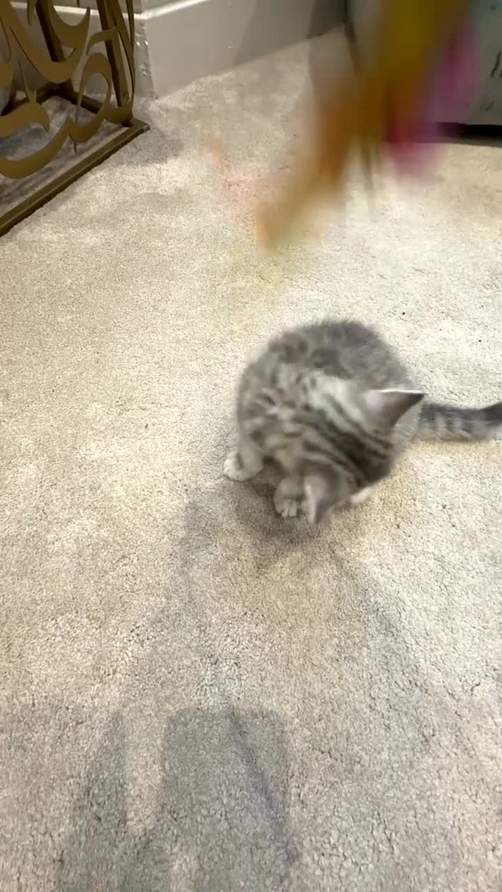 British Shorthair cats for sale: WHITE BSH kittens for sale - Video 5