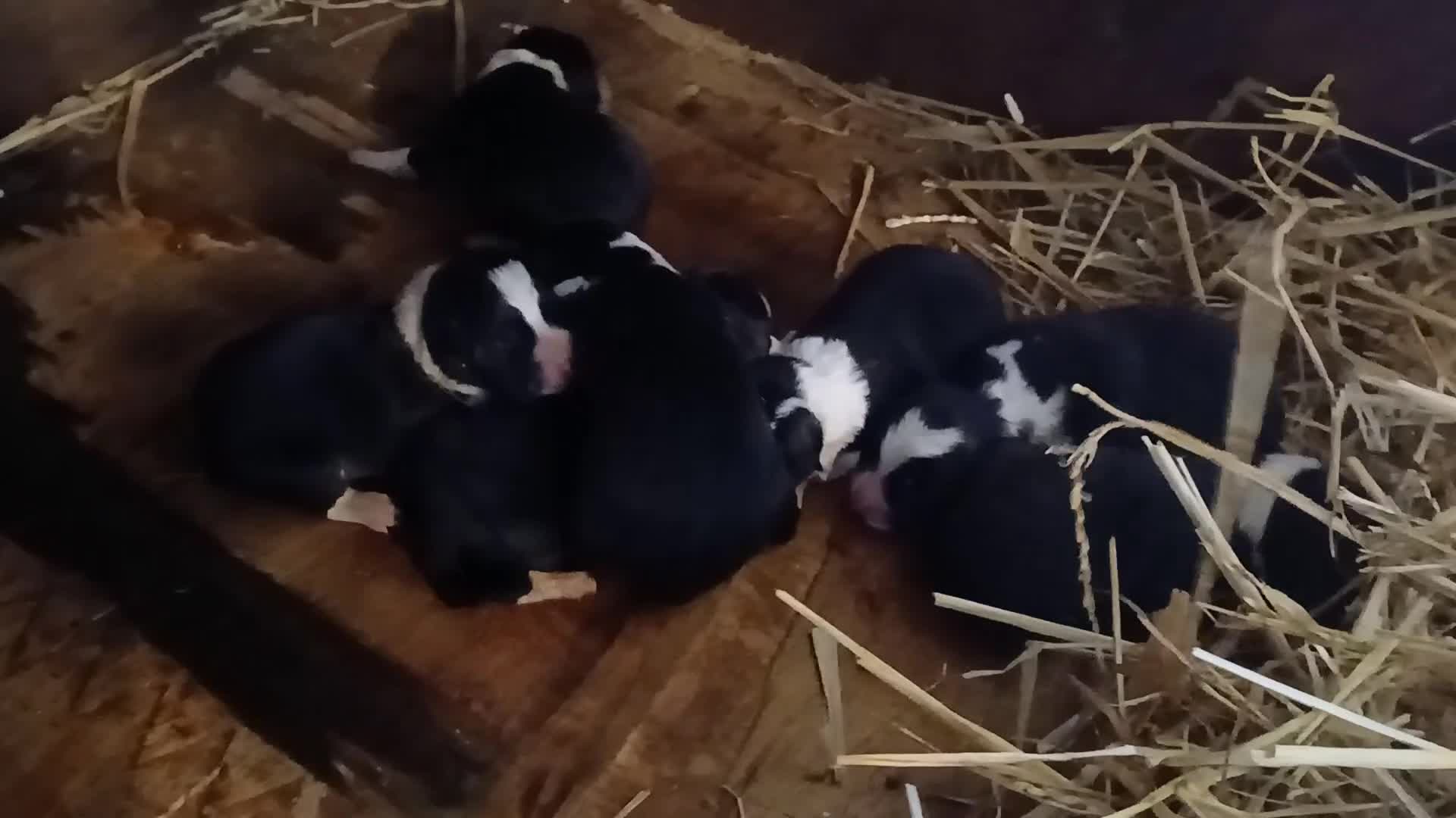 Border Collie dogs for sale: BORDER COLLIE PUPS in Glossop - Video 1