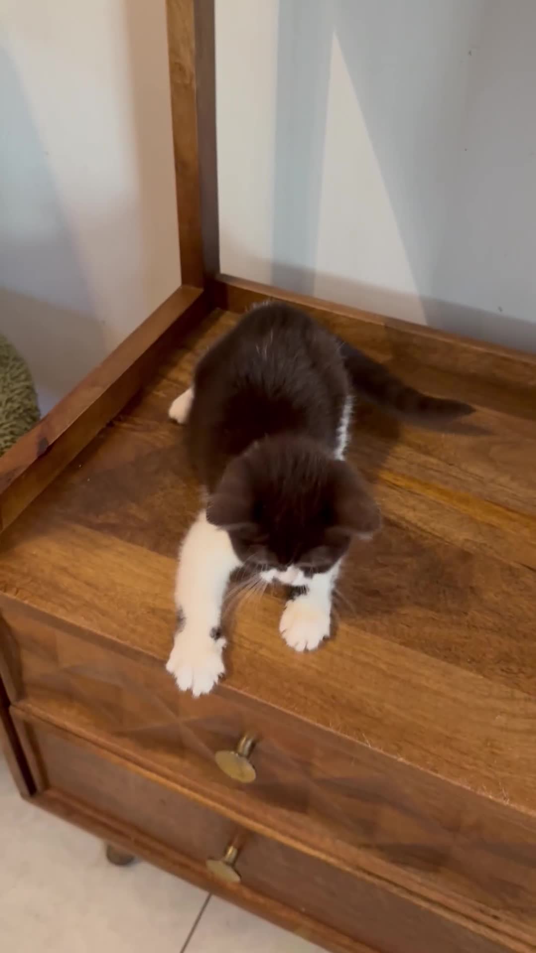 British Shorthair cats for sale: Top quality GCCF reg BSH grand champion lines - Video 3