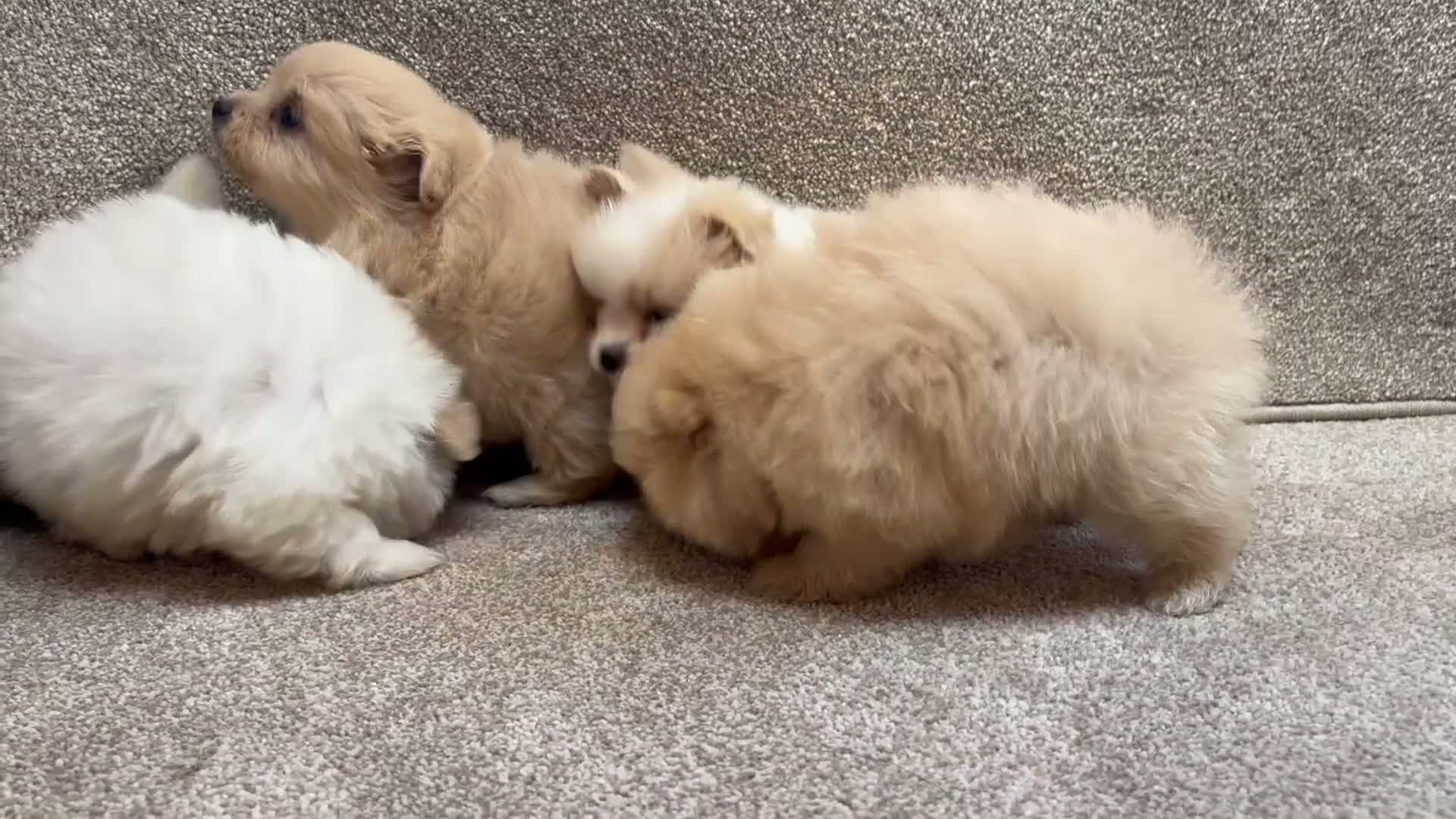 Pomapoo puppies for sale in Accrington | Pets4Homes