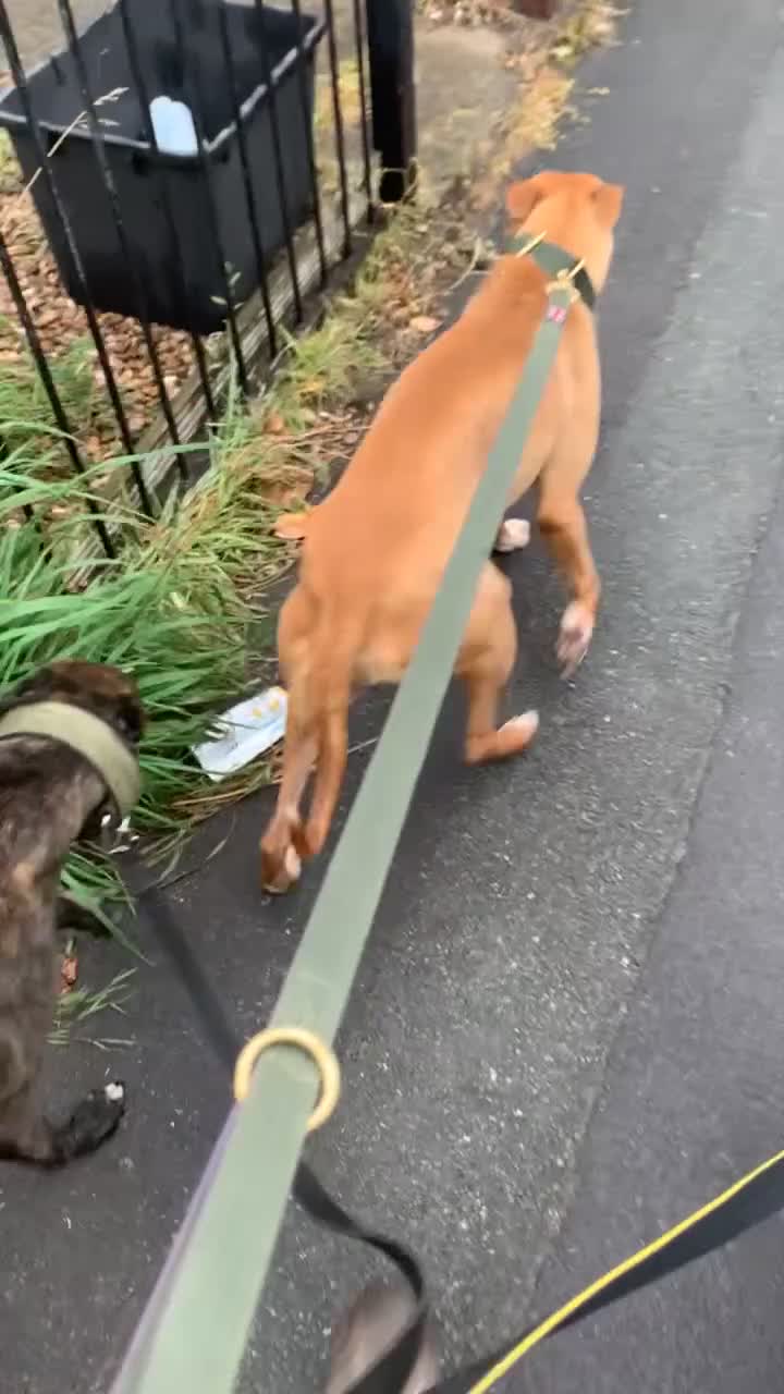 Lurcher dogs for sale: Collie Whippet grey x bull greyhound  - Video 3