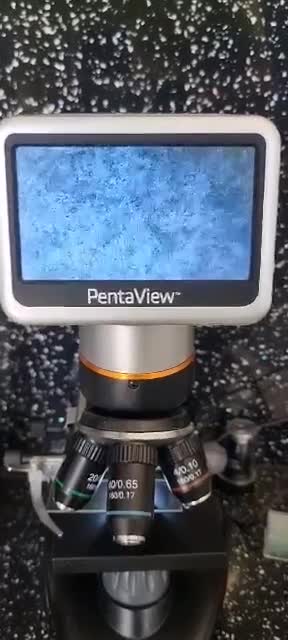 Weimaraner dogs for stud: AMERICAN BOY Gray Arrow - STUD in Edinburgh - Video 1