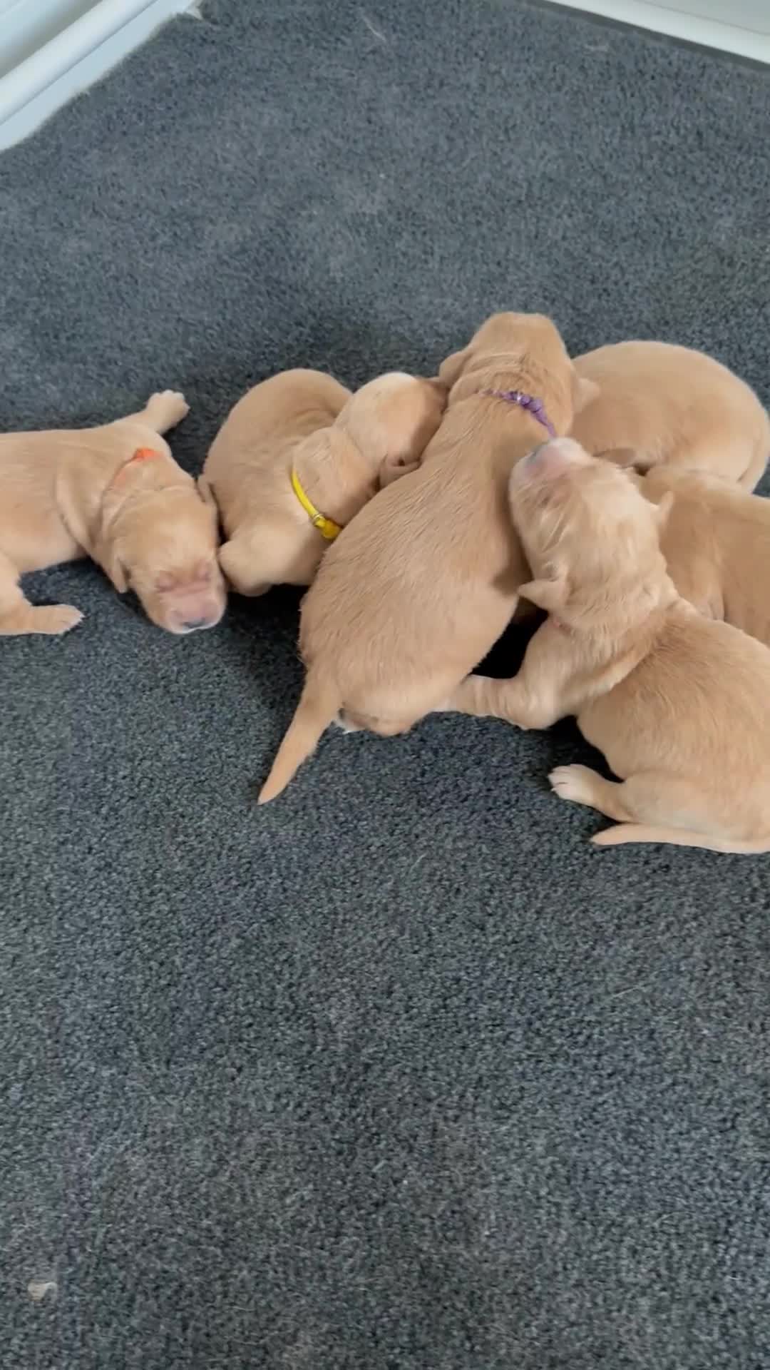 Golden Retriever dogs for sale: Stunning puppies  in Market Rasen - Video 2