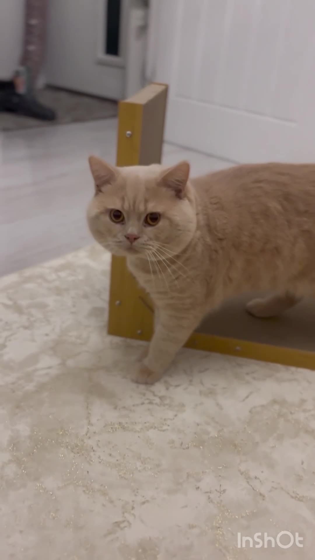 British Shorthair cats for stud: Cream Active GCCF Stud with Championship status  - Video 2