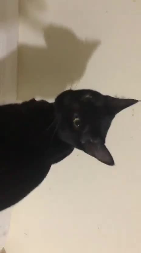 Mixed Breed cats for adoption: ROXY ELLA HEALTHY CUDDLY SPAYED VACCINATED MICROCH - Video 2