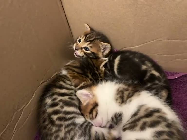 Mixed Breed cats for sale: 🐾 3 Beautiful Bengal Mix Kittens - Video 2
