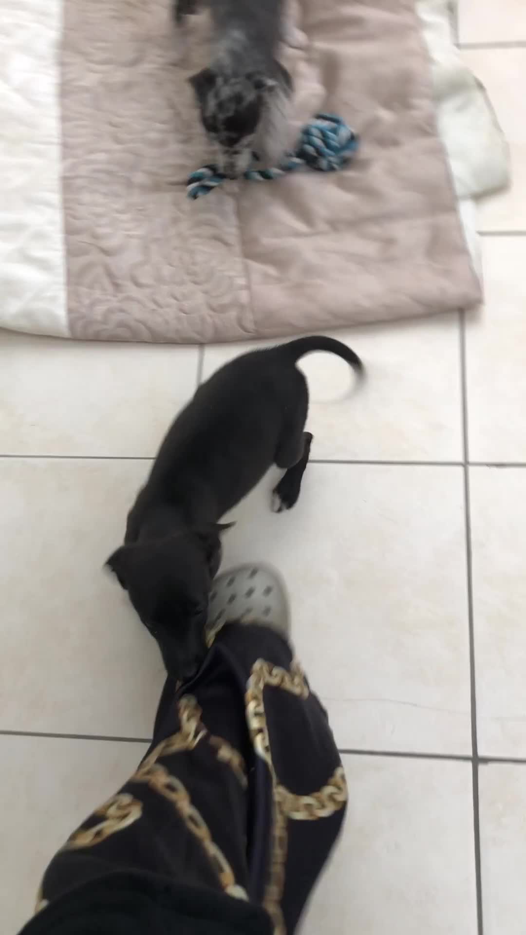 Mixed Breed dogs for sale: Bedlington terrier pups X poodle  - Video 1