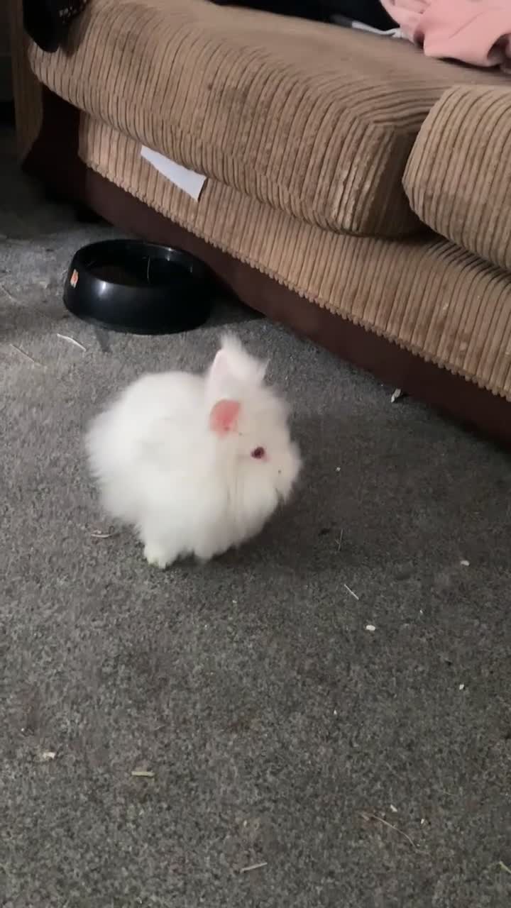 Lionhead rabbits for sale: 2 female lionhead rabbits 1 years old in Stoke-on-Trent - Video 1