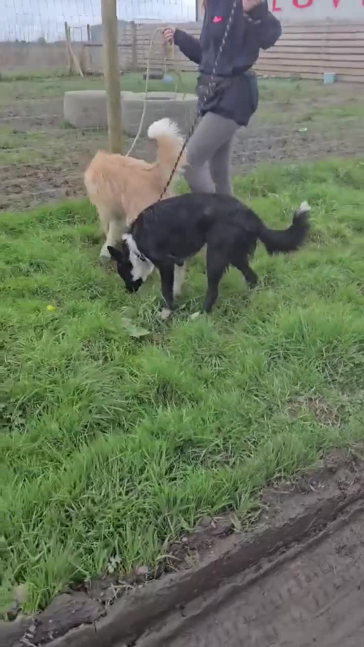 Mixed Breed dogs for adoption: RONNIE - Video 1