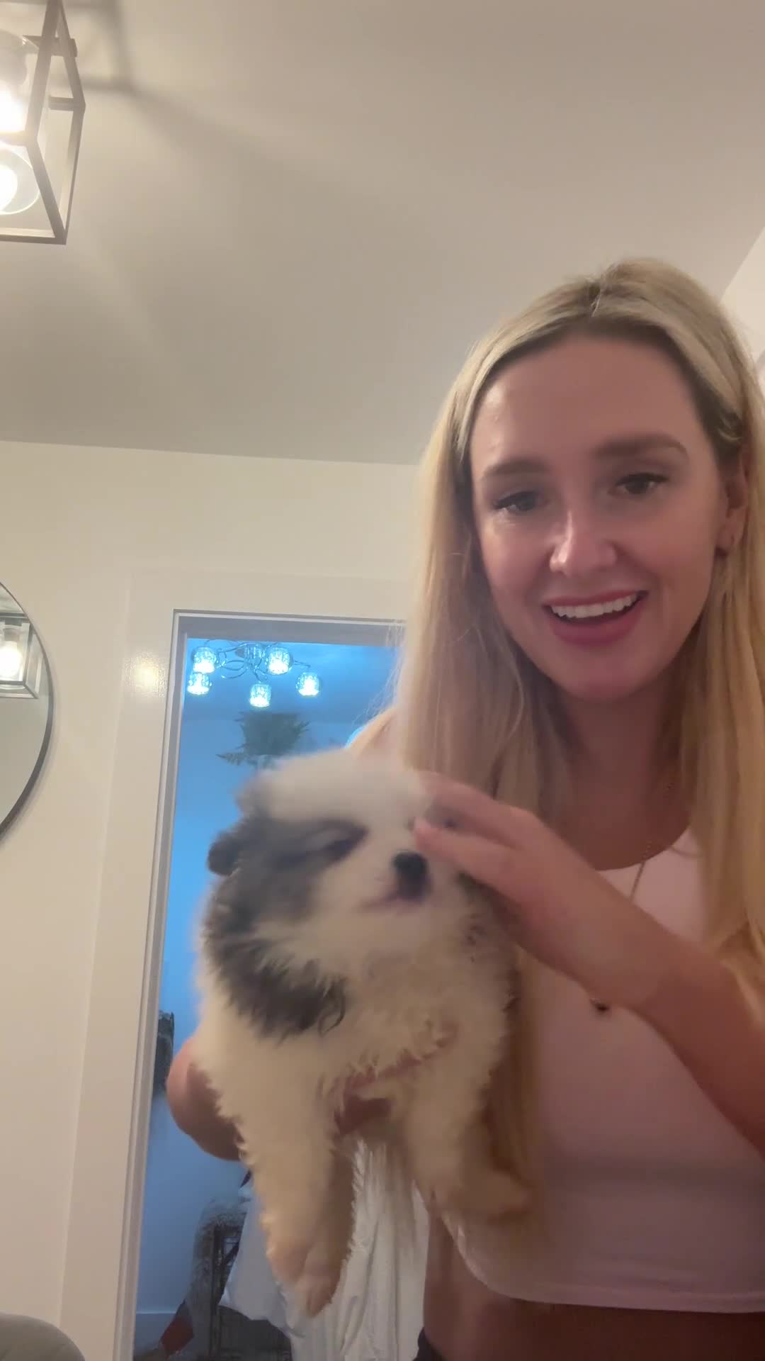 Pomeranian dogs for sale: Beautiful Pomeranian Puppy - Video 1