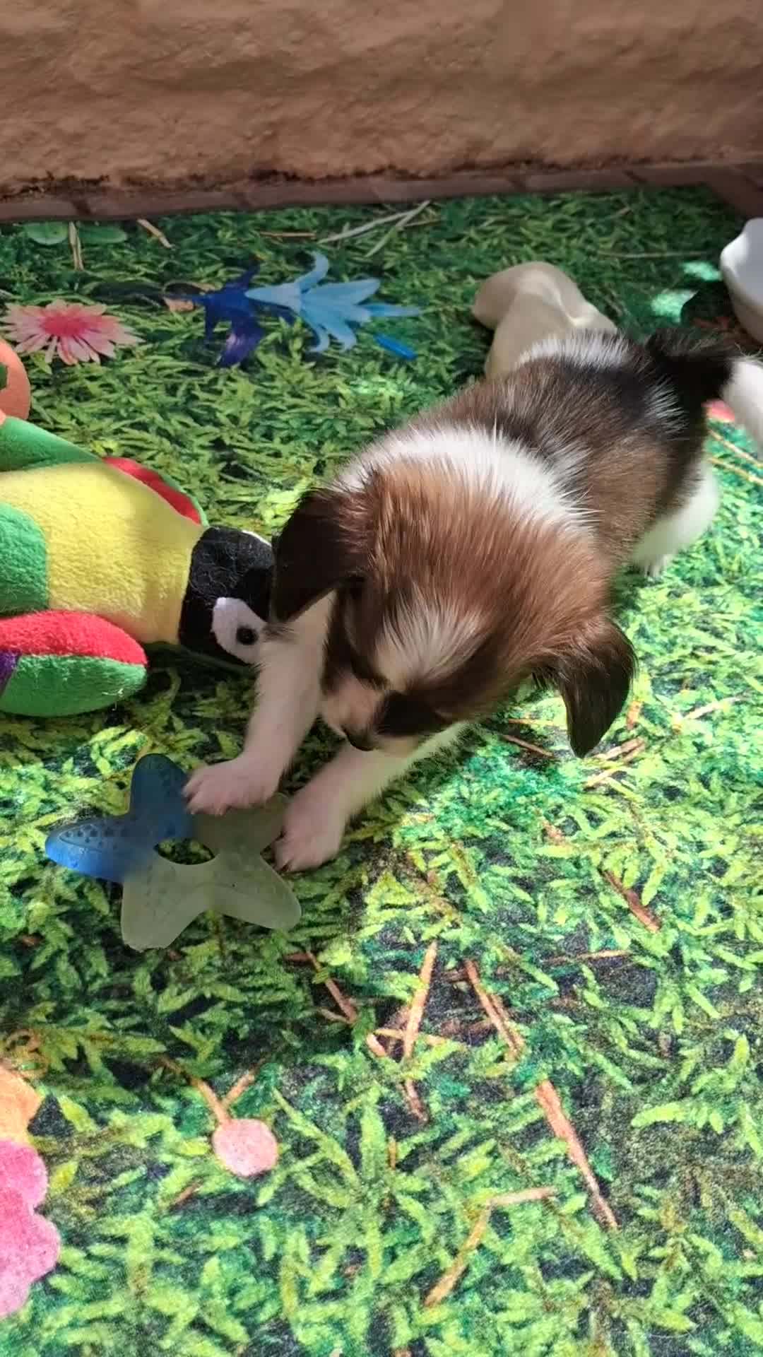 Papillon dogs for sale: Fully Health Tested Papillon Puppies for Sale - Video 1