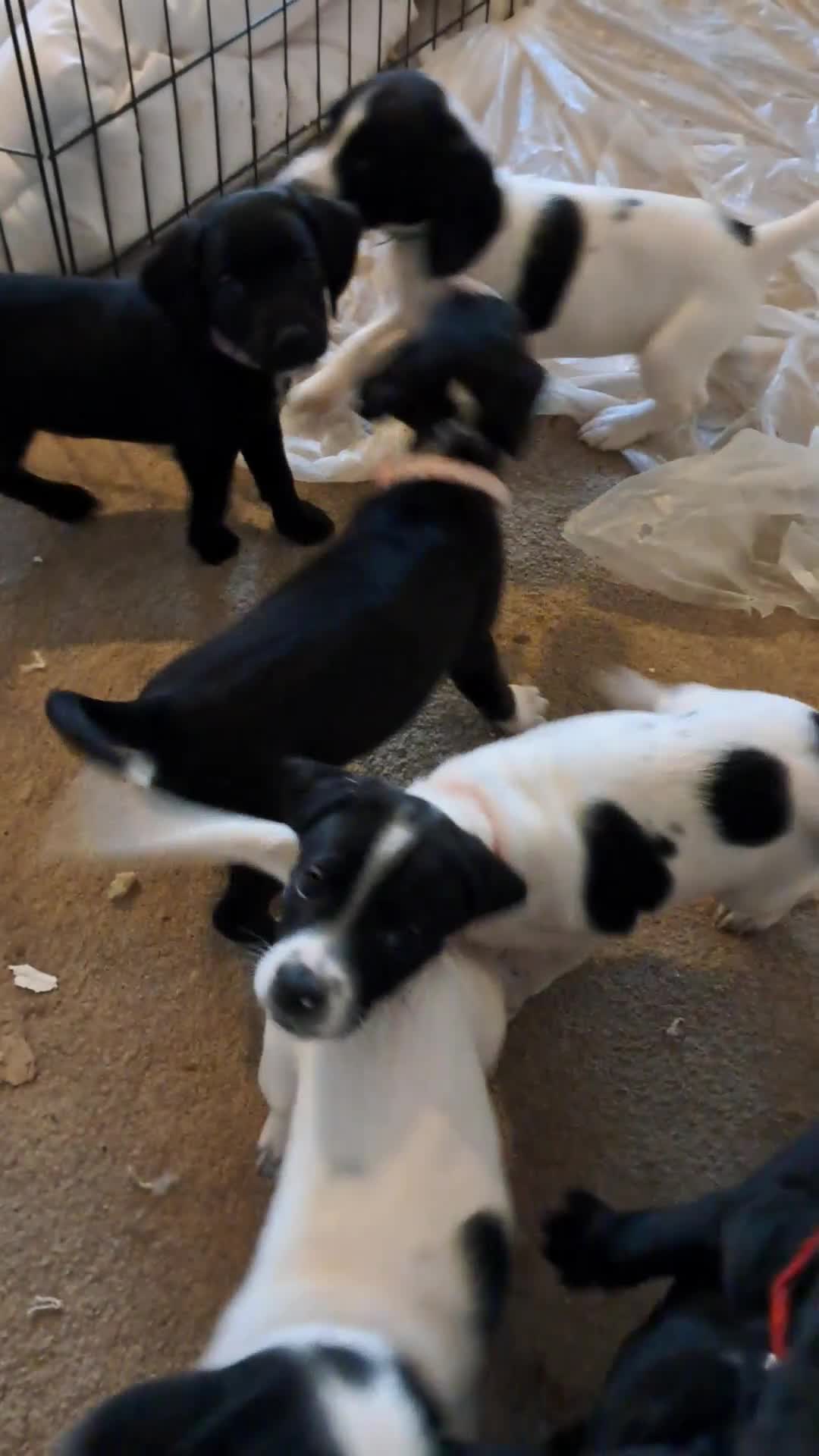 Mixed Breed dogs for sale: Lurch x jackapoo - Video 3