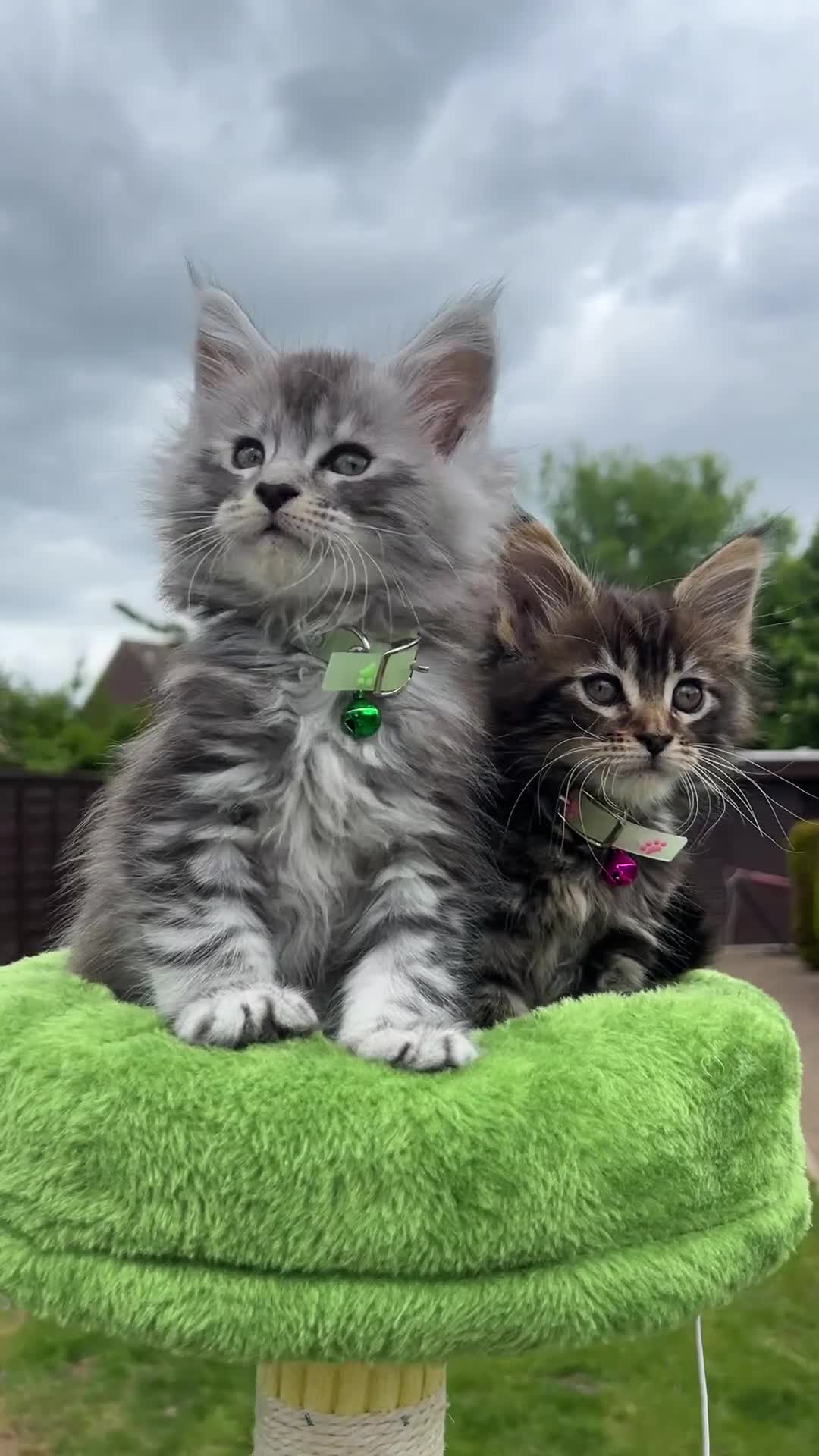 Maine Coon cats for sale: 🤩MAINE COON pedigree/genetic testing 🤩 - Video 4