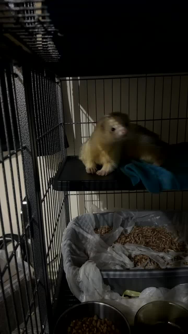 Ferret rodents for sale: 2 male ferrets looking for forever home  - Video 1