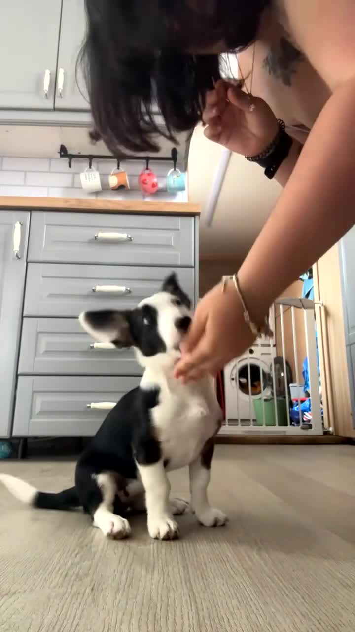 Mixed Breed dogs for sale: Jack Russel x border collie  - Video 1