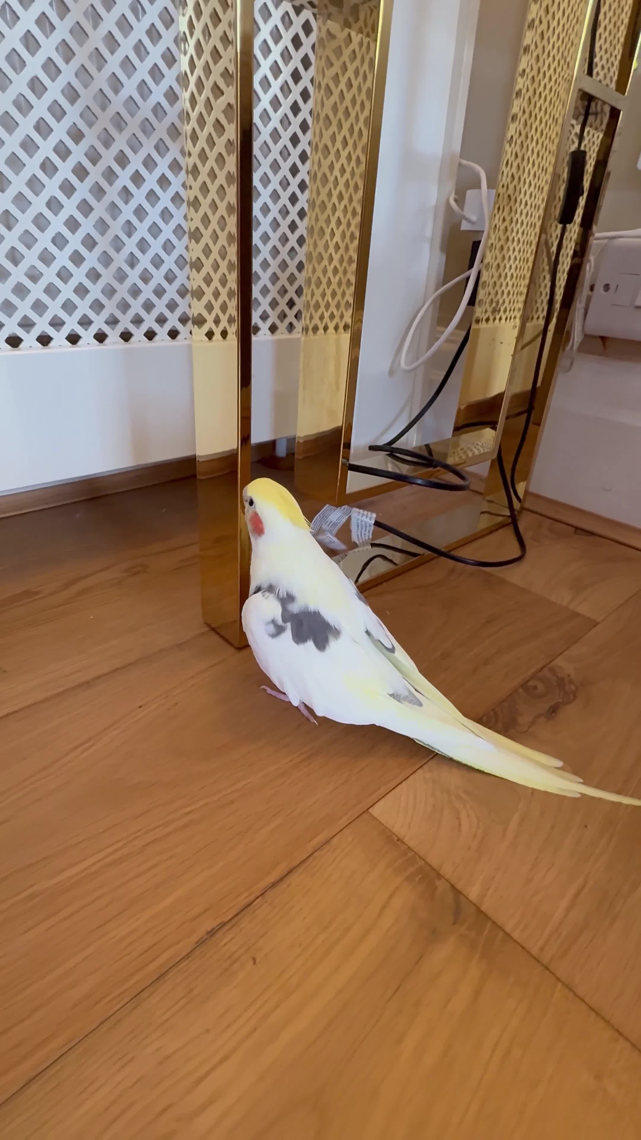 Cockatiels birds for sale: Trio of Bonded Cockatiels + Full Setup - Video 3