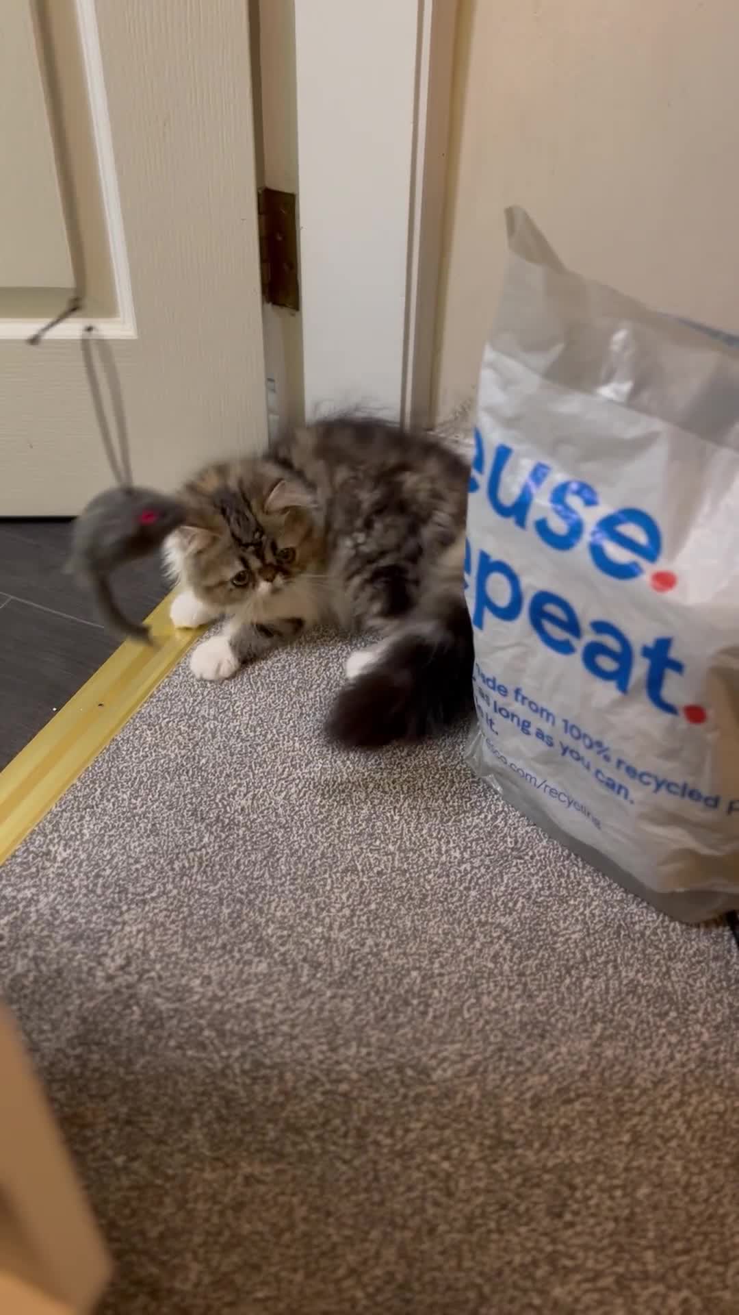Persian cats for sale: Persion kitten_ The Lazy boy in Oxford - Video 2