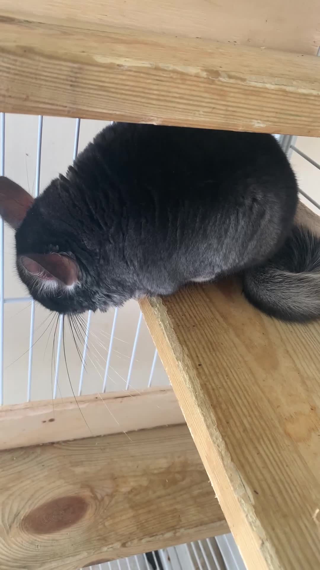 Chinchilla rodents for sale: Beautiful black velvet baby chinchilla girl - Video 1
