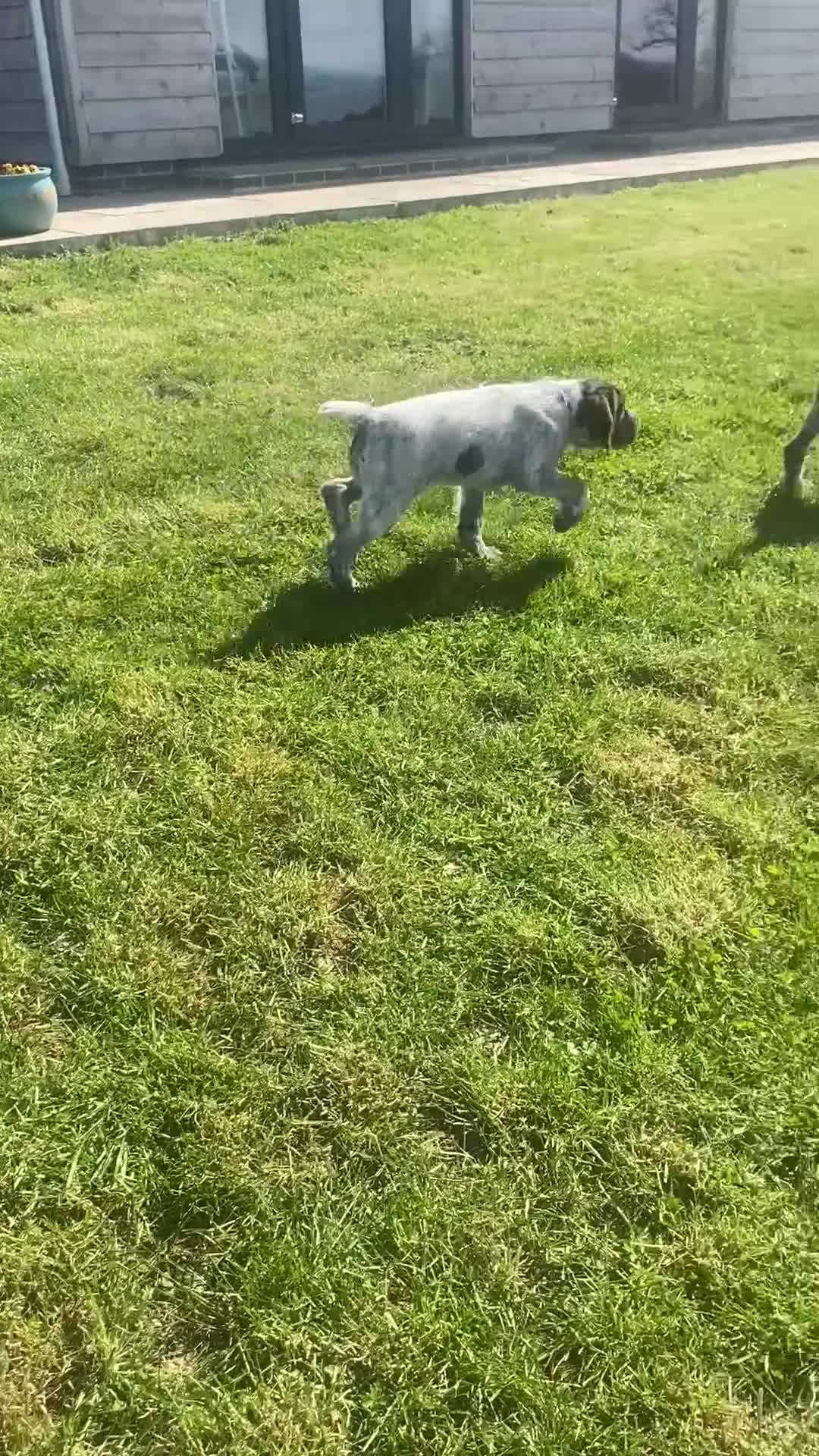 German Wirehaired Pointer dogs for sale: GWP STUNNING MALE PUPPY - Video 1