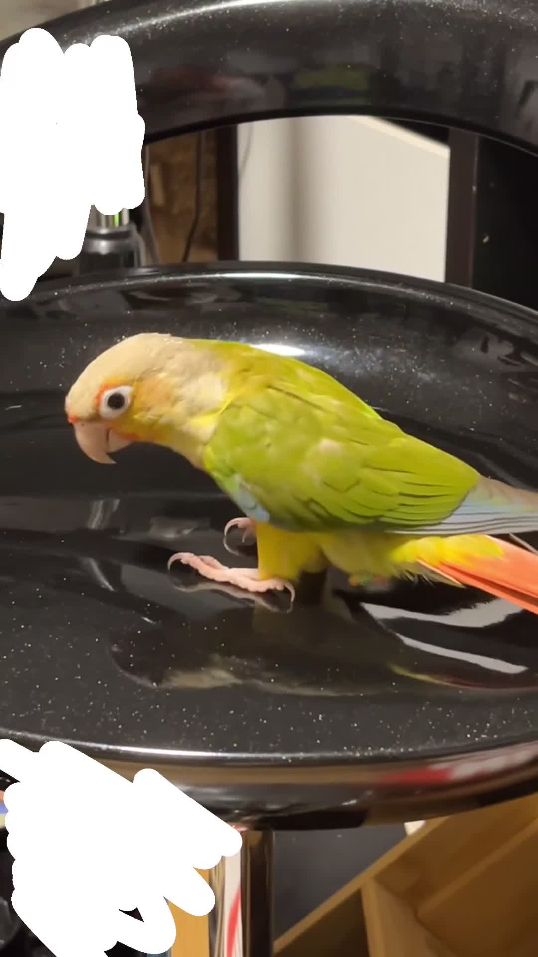 Conures birds for sale: Gorgeous bonded pair of pineapple conures  - Video 1
