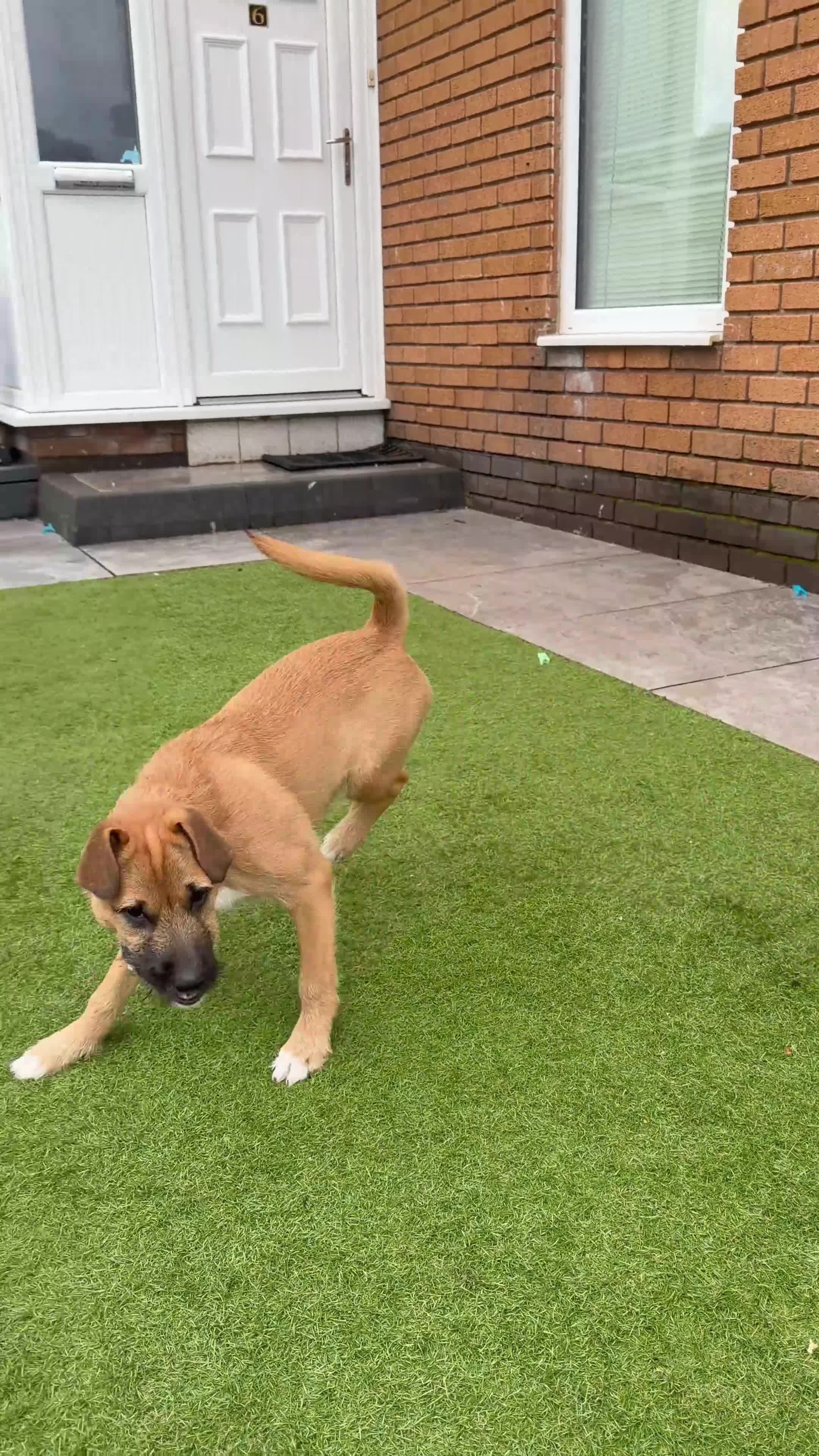 Patterdale Terrier dogs for sale: Patterdale Terrier in Lytham Saint Annes - Video 1