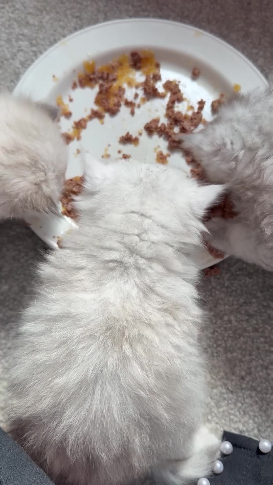 Persian cats for sale: £500 REDUCED dollface Persian available  - Video 1