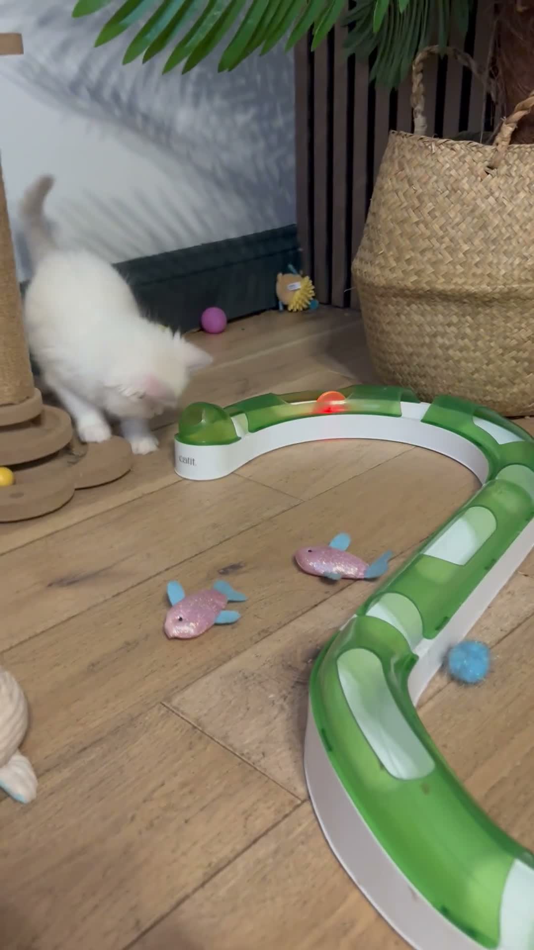 Ragdoll cats for sale: Pure ragdolls kittens  - Video 3