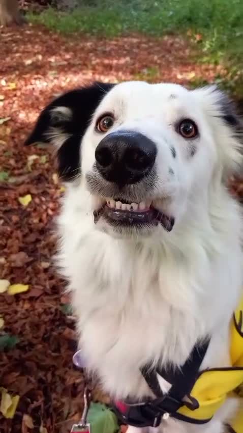 Border Collie dogs for sale: 3 year old rescue male border collie - Video 1