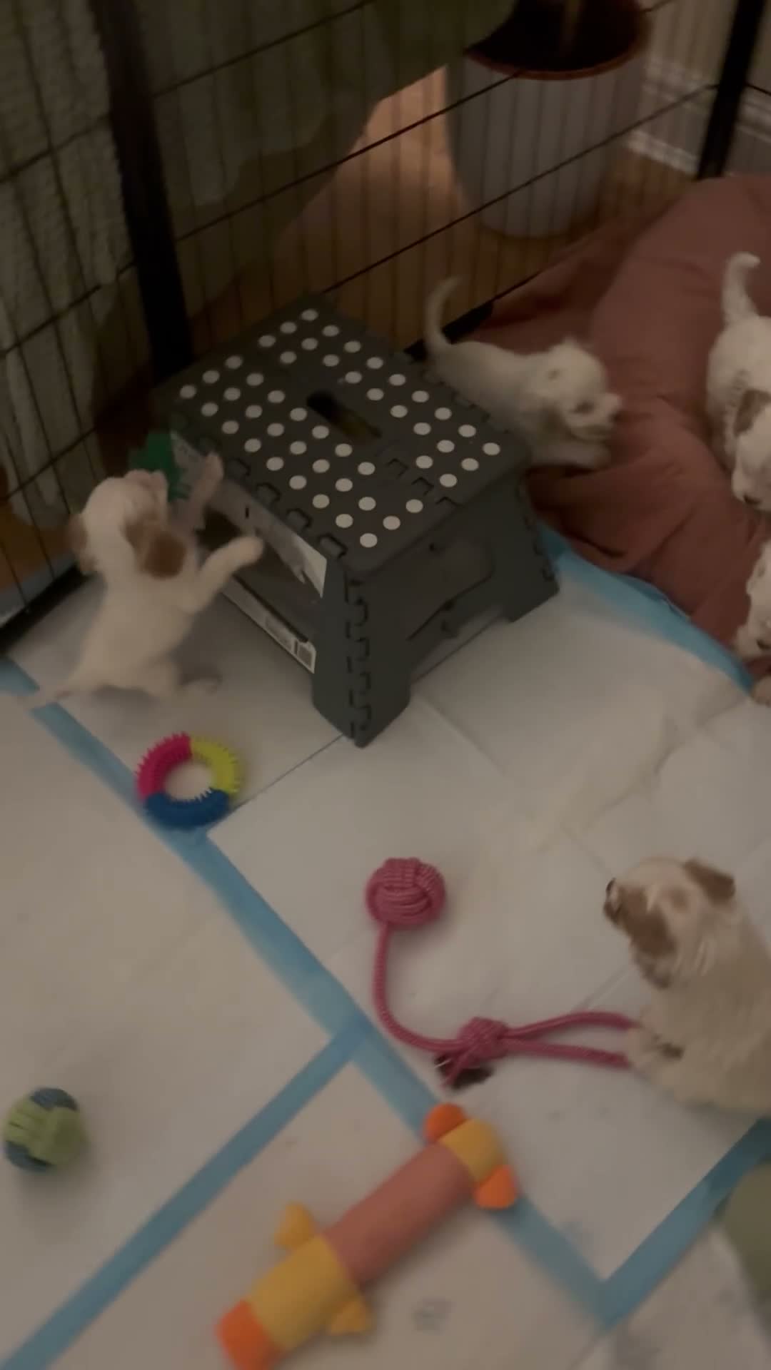Mixed Breed dogs for sale: Cavapoo puppies  - Video 2