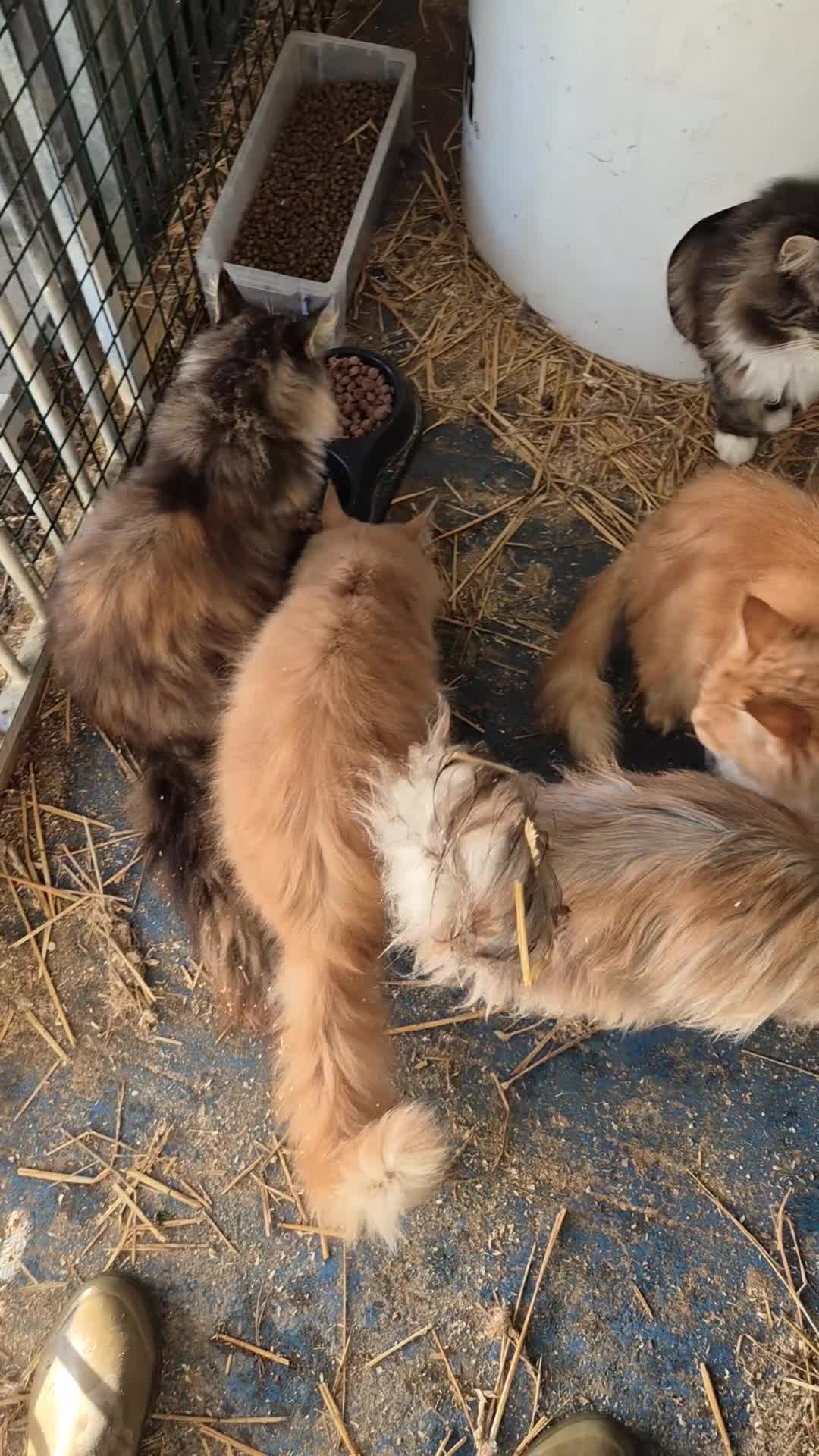 Maine Coon cats for sale: Maine Coon Group - Video 1