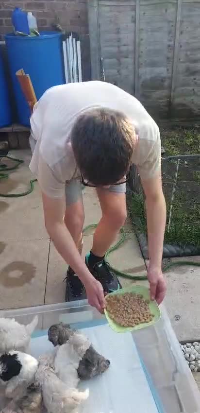 Bichon Frise dogs for sale: 6 bishon frezze ready for new home. - Video 1