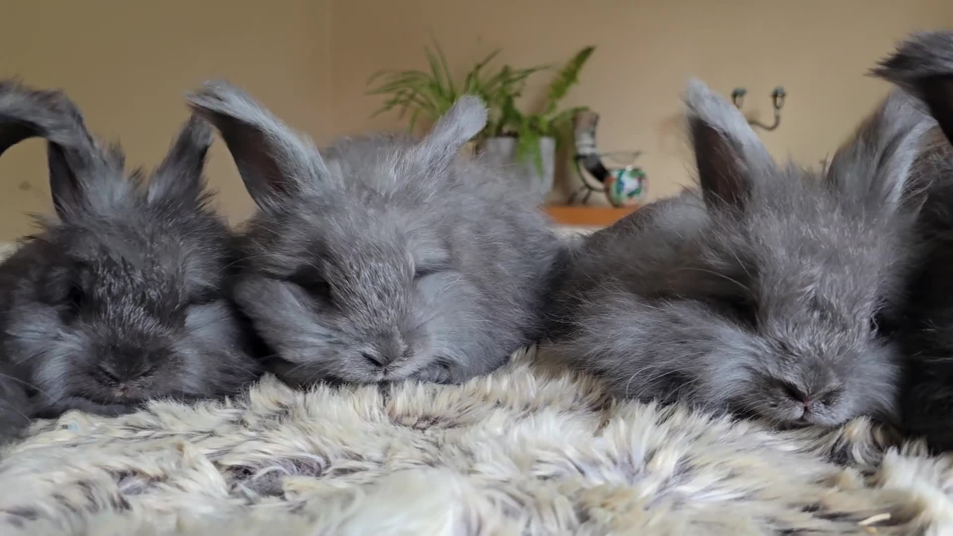Angora rabbits for sale: Quality Angora Rabbits  - Video 4