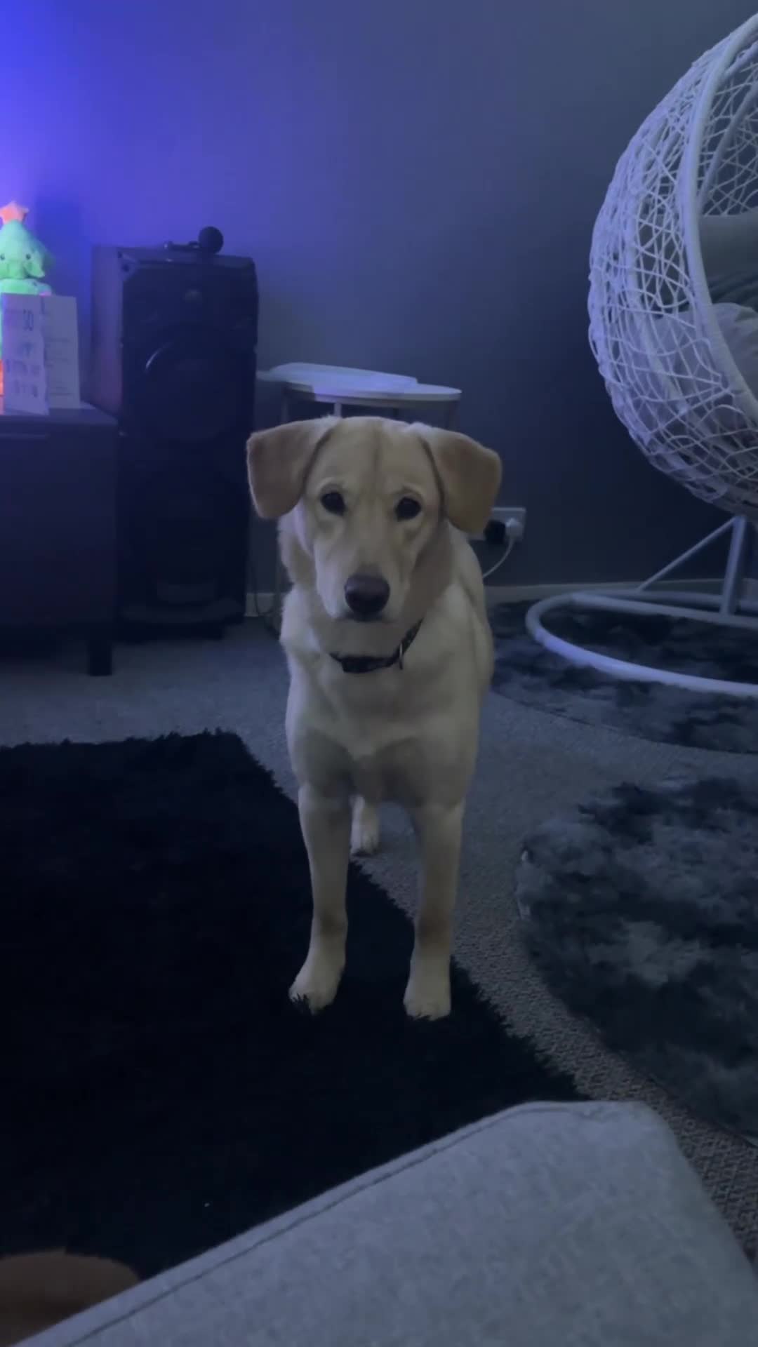 Mixed Breed dogs for sale: 14-Month Husky Labradoodle mix Looking for Home - Video 2