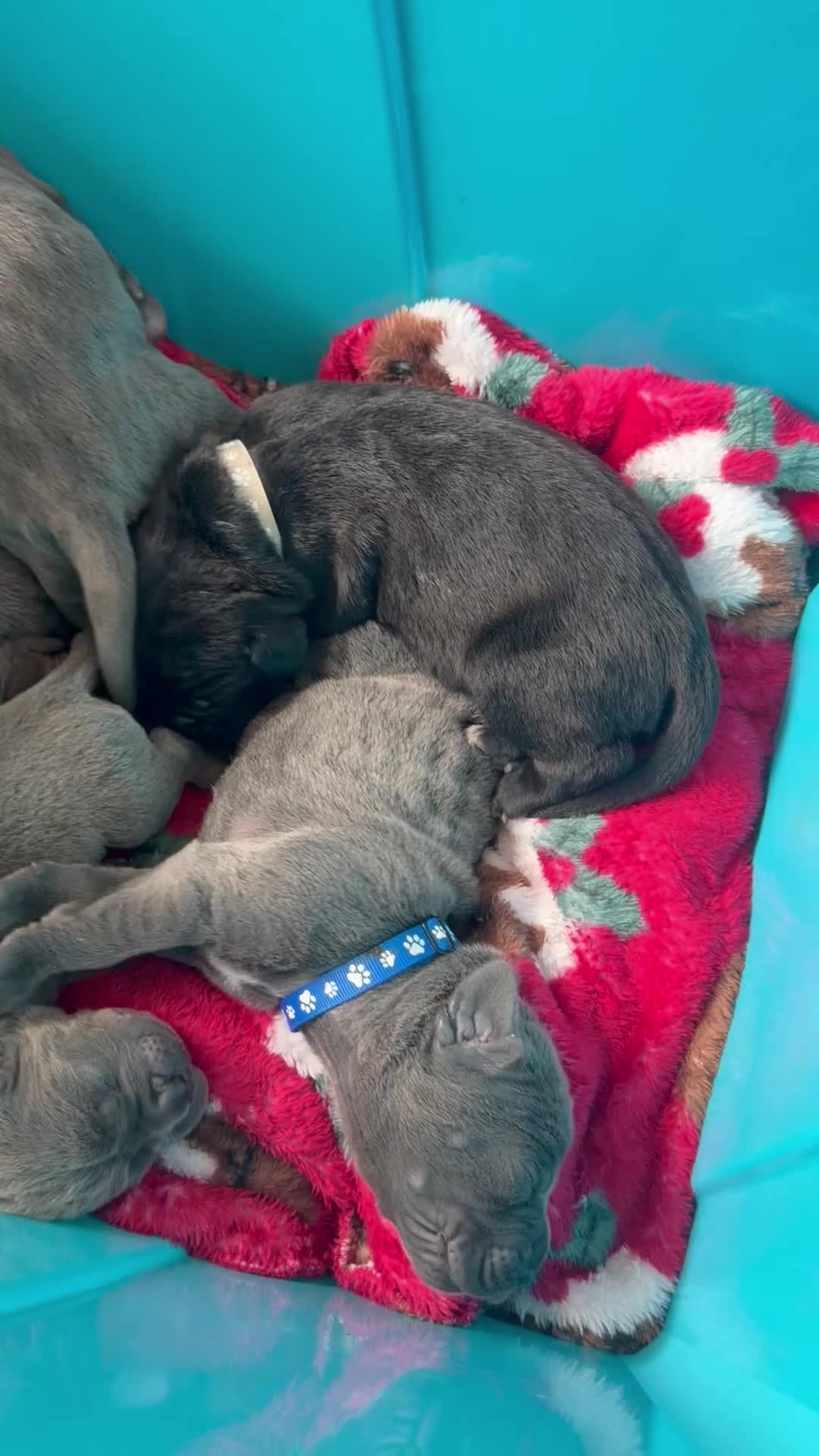 Cane Corso dogs for sale: LOCKDOWN KENNELS UK 2026 Health Tested Litter in Solihull - Video 4
