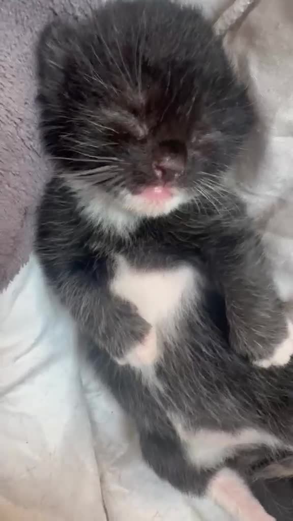 British Shorthair cats for sale: 6 Beautiful kittens looking for their forever home - Video 1