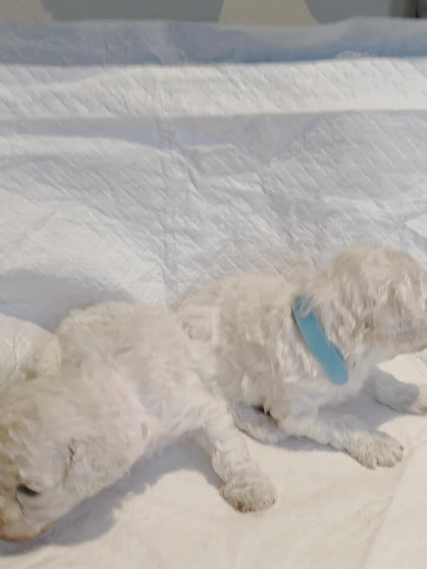 Toy Poodle dogs for sale: Exceptional toy poodles RESERVE LIST NOW OPEN! - Video 2