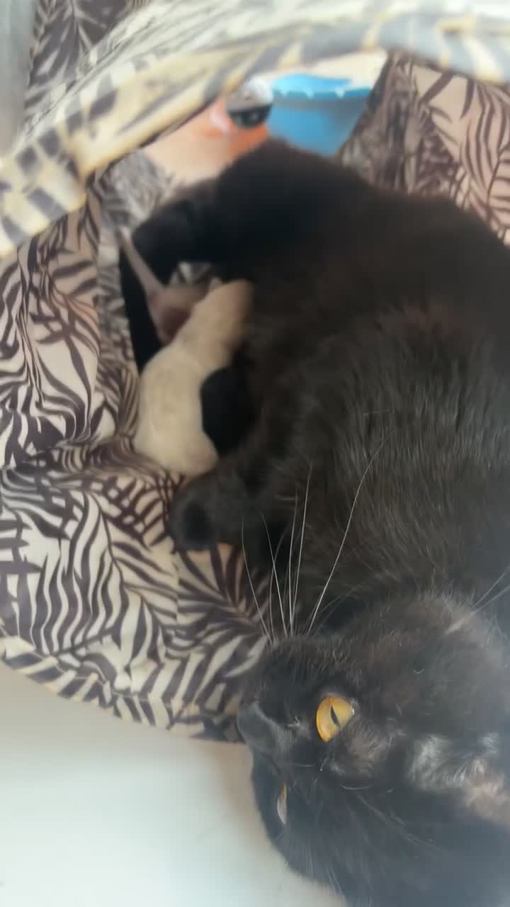 British Shorthair cats for sale: British Shorthair Kittens for sale in Stockport - Video 2