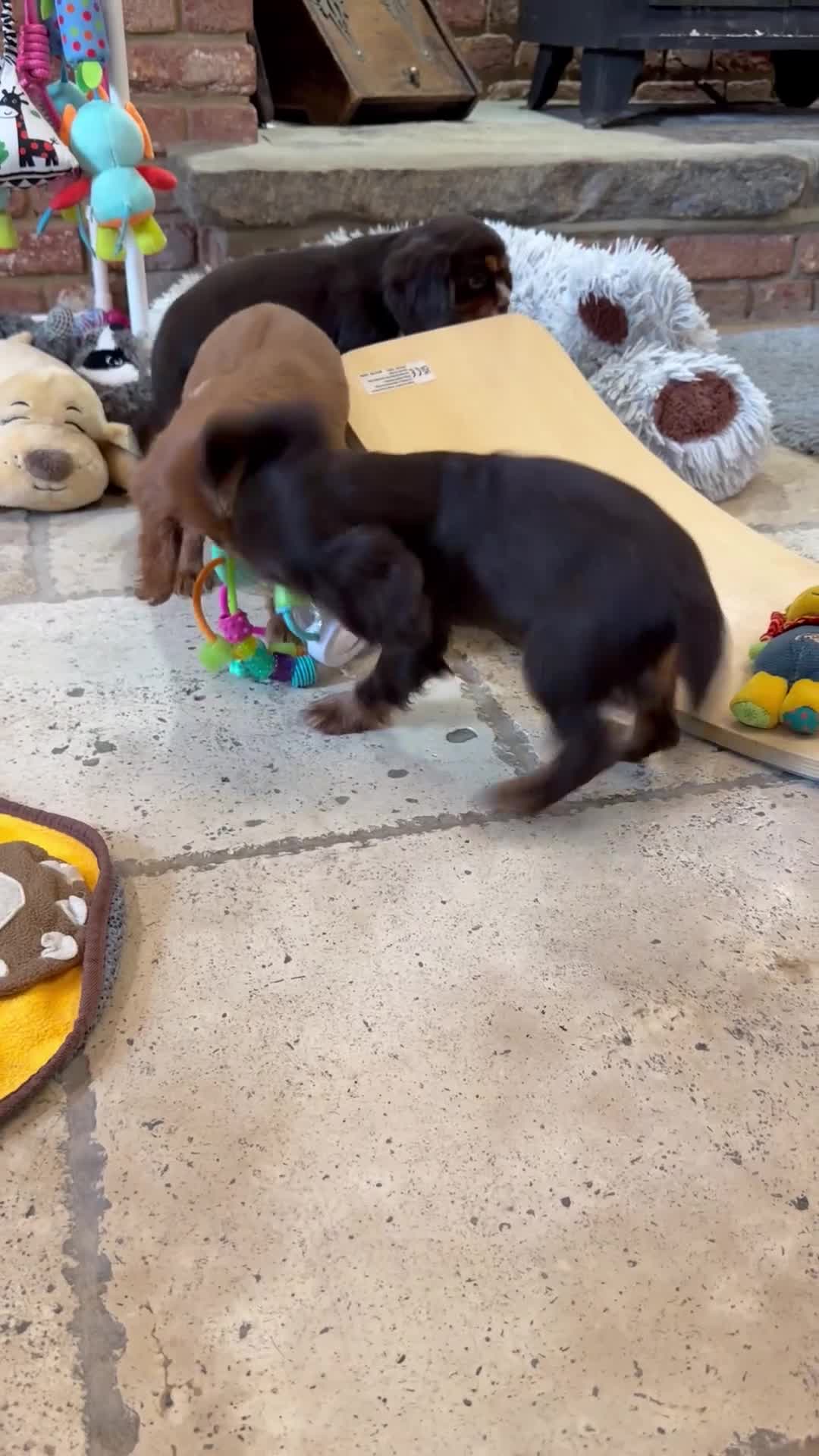 Cavalier King Charles Spaniel dogs for sale: Chocolate and tan Cavalier king charles - Video 1