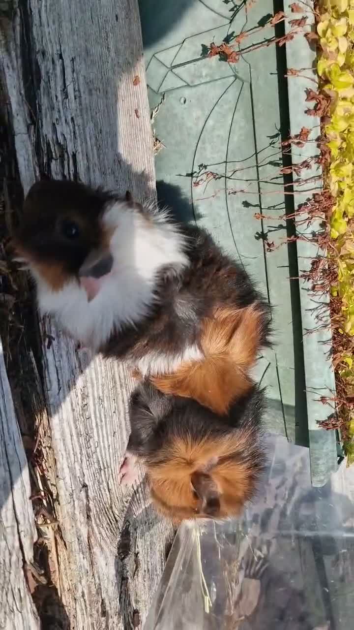 Guinea Pig rodents for sale: Baby male guinea pigs ready now - Video 1