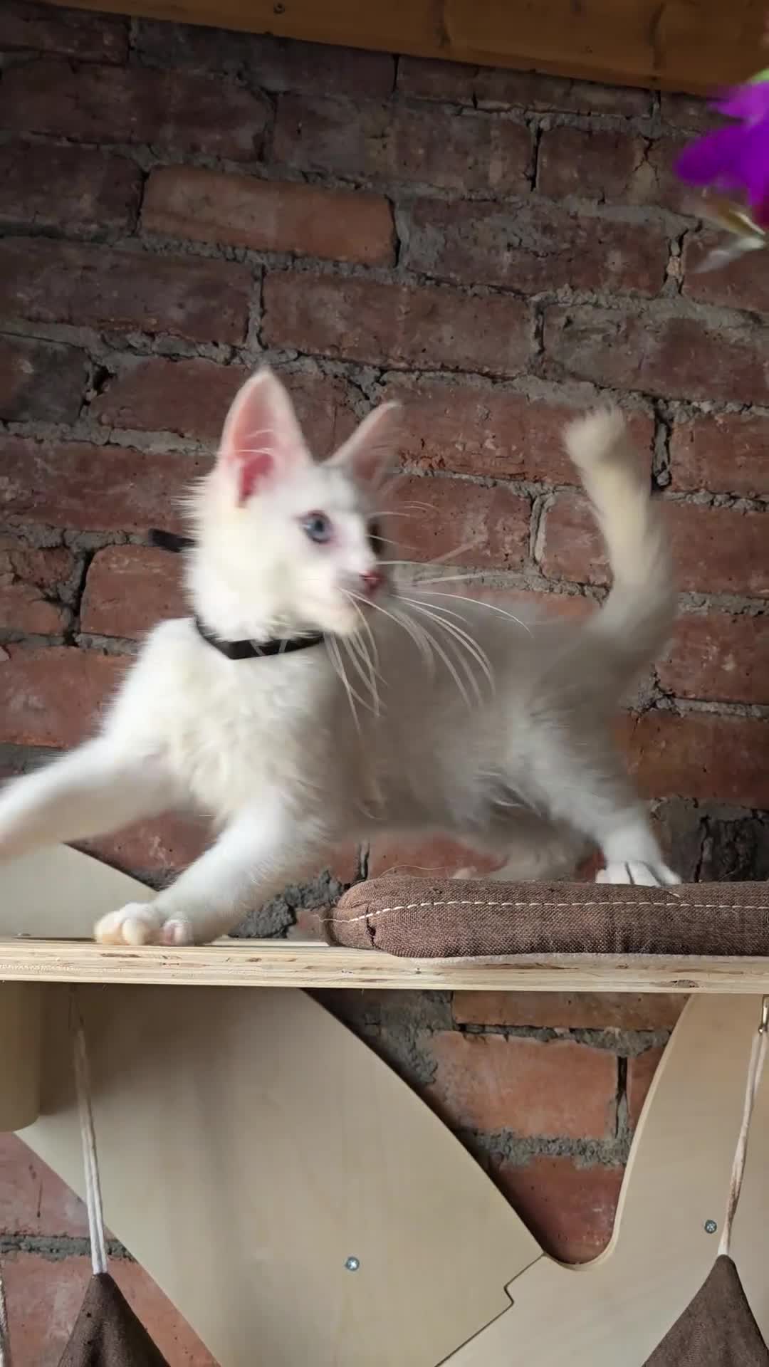 Maine Coon cats for sale: Reduced price- Last 2x Kittes - TICA MaineCoon - Video 1