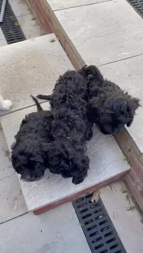Cavapoo dogs for sale: Adorable Healthy Cavapoo Puppies  - Video 1