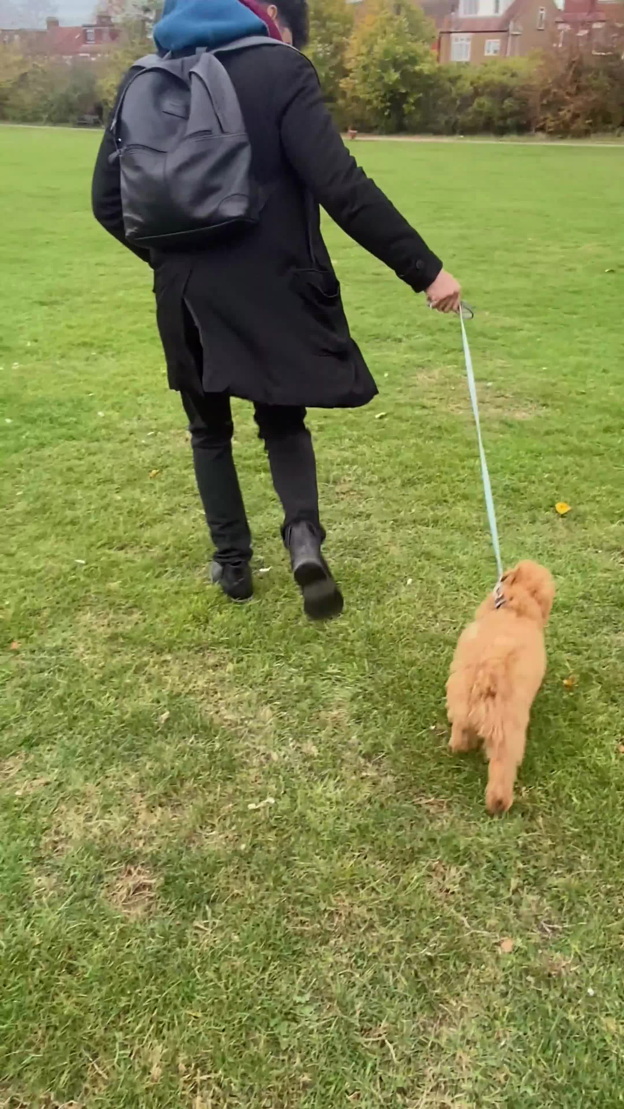 Maltipoo dogs for sale: ❤️BEAUTIFUL MALTIPOO PUPPY FOR REHOMING❤️ - Video 1