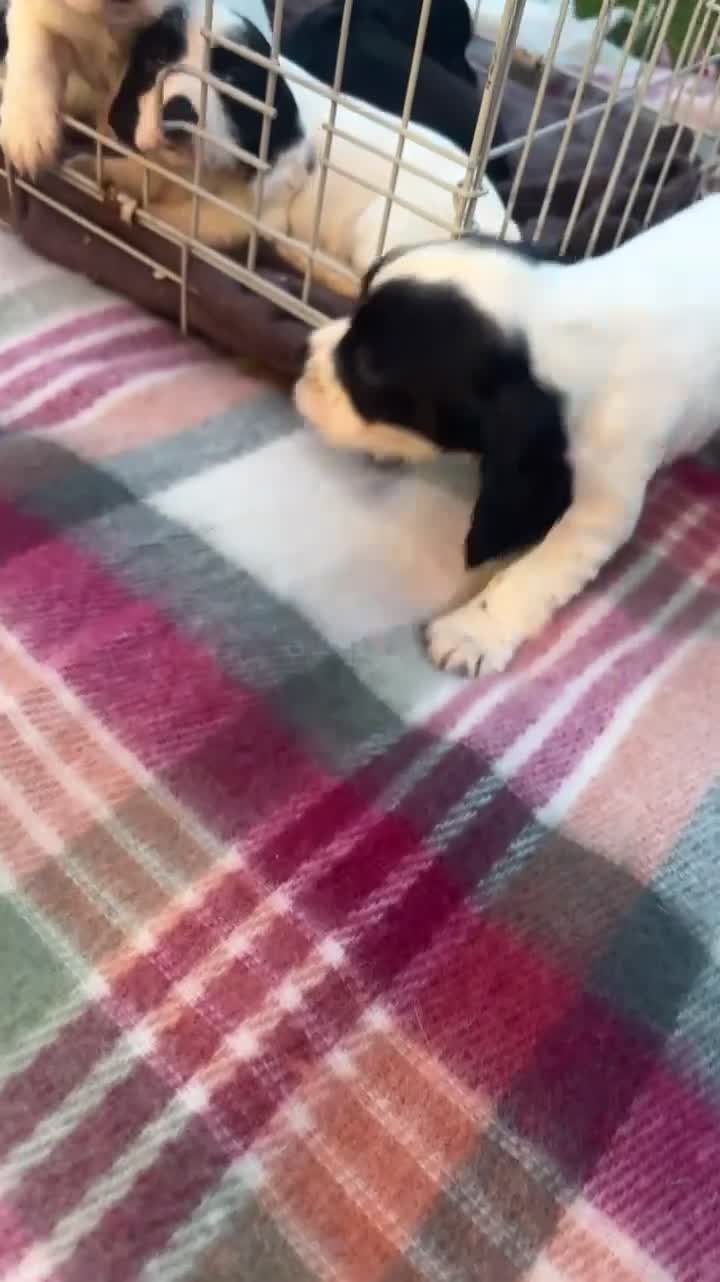 Cocker Spaniel dogs for sale: Small cocker spaniel pups in Darlington - Video 1